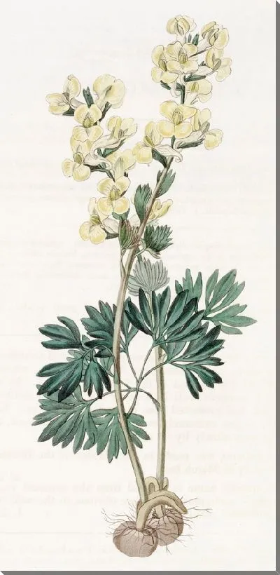 Картина Хохлатка крупноприцветниковая (1815-1819)