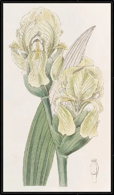 Картина Черебчатый Ирис (1815-1819)