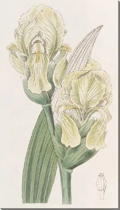 Картина Черебчатый Ирис (1815-1819)