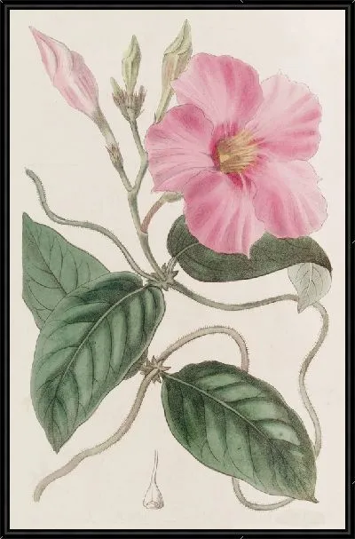 Картина Шишковидная Дипладения (1815-1819)
