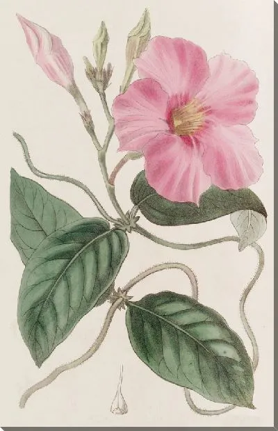 Картина Шишковидная Дипладения (1815-1819)