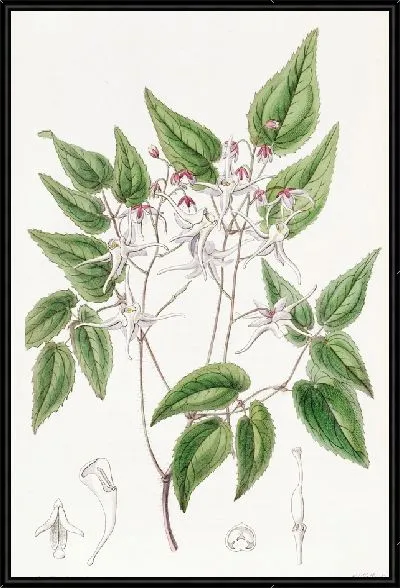 Картина Эпимедиум крупноцветковый (1815-1819)