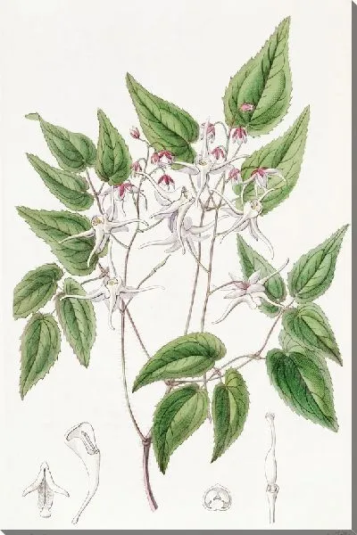 Картина Эпимедиум крупноцветковый (1815-1819)