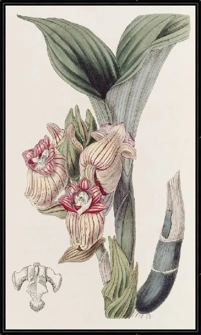 Картина Яванский акантофиппий (1815-1819)