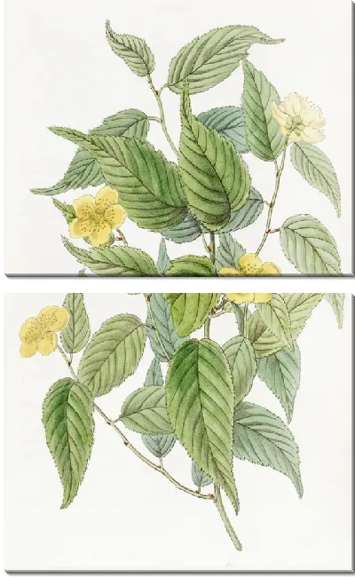 Картина Япония Керрия (1815-1819)