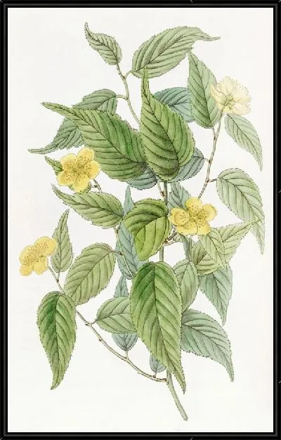 Картина Япония Керрия (1815-1819)