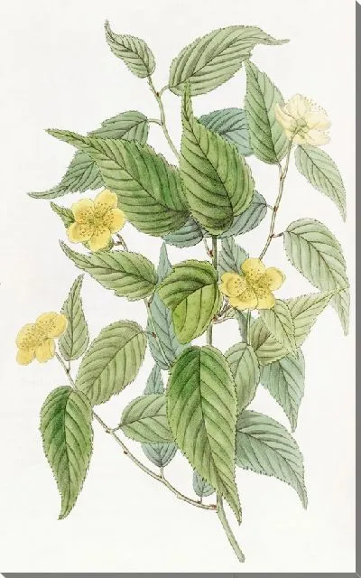 Картина Япония Керрия (1815-1819)