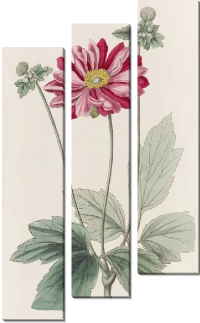 Картина Японская анемона (1815-1819)