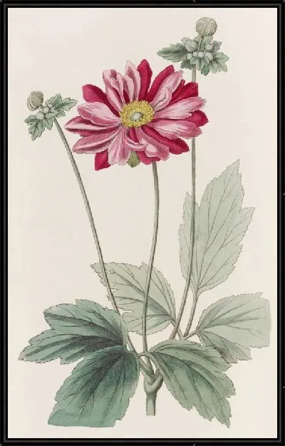 Картина Японская анемона (1815-1819)