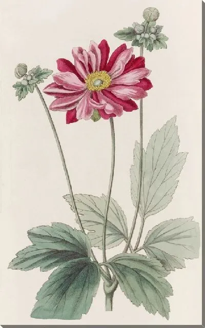 Картина Японская анемона (1815-1819)