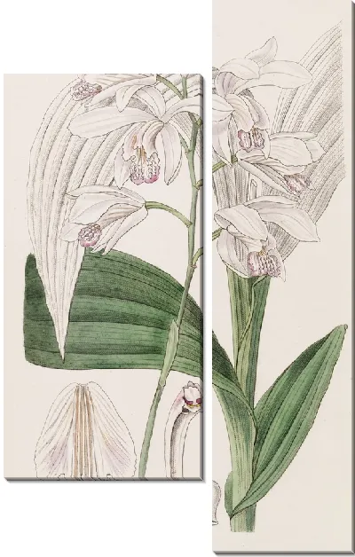 Картина Японская Блетия (1815-1819)