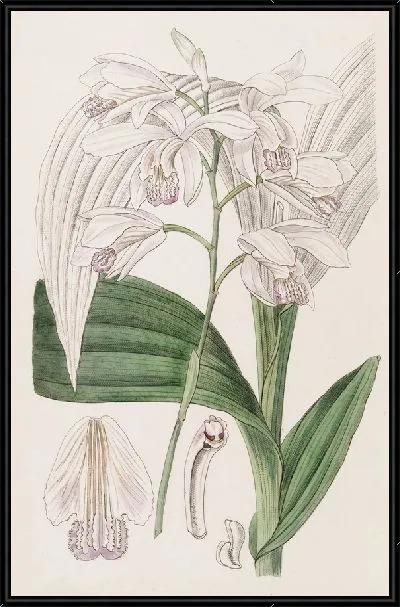 Картина Японская Блетия (1815-1819)