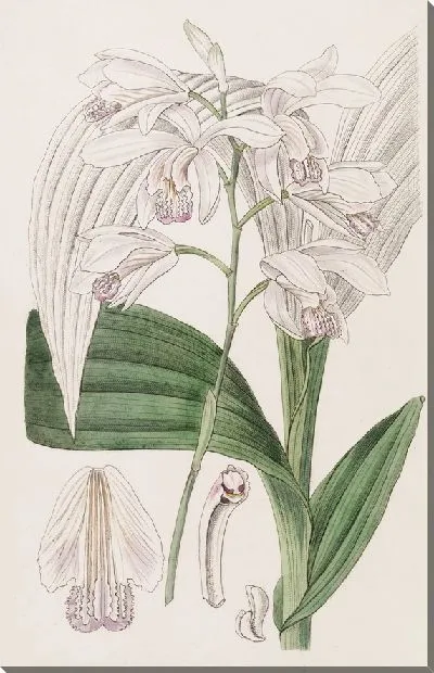 Картина Японская Блетия (1815-1819)
