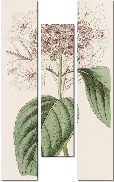 Картина Японская гортензия (1815-1819)