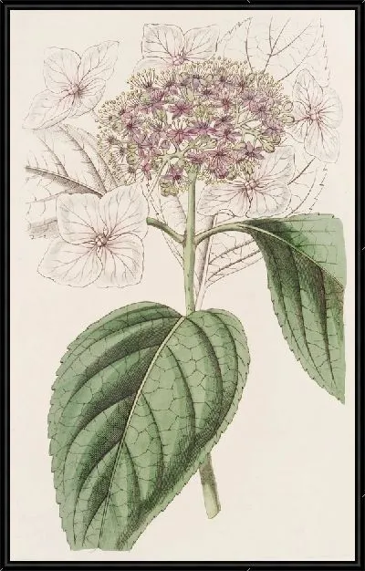 Картина Японская гортензия (1815-1819)