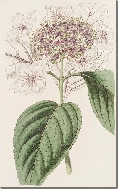 Картина Японская гортензия (1815-1819)