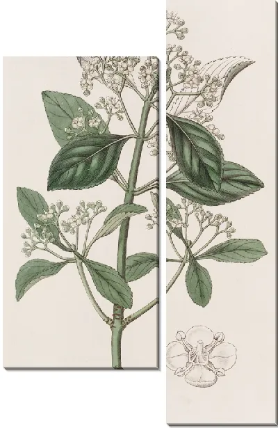 Картина Японский бересклет (1815-1819)