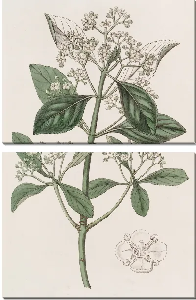 Картина Японский бересклет (1815-1819)