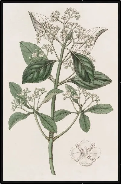 Картина Японский бересклет (1815-1819)