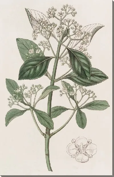 Картина Японский бересклет (1815-1819)