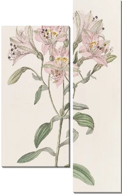 Картина Альстрамерия на подкладке (1815-1819)