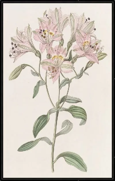 Картина Альстрамерия на подкладке (1815-1819)