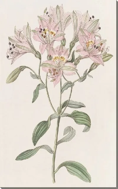 Картина Альстрамерия на подкладке (1815-1819)