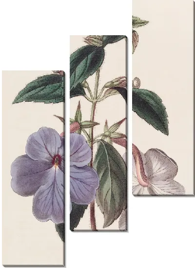 Картина Ахименес длинноцветковый (1815-1819)