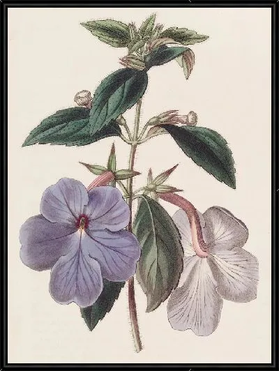 Картина Ахименес длинноцветковый (1815-1819)