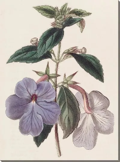 Картина Ахименес длинноцветковый (1815-1819)