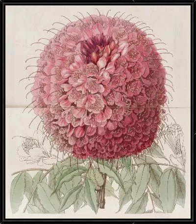 Картина Большеголовая Браунея (1815-1819)