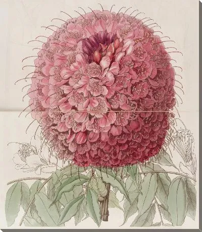 Картина Большеголовая Браунея (1815-1819)