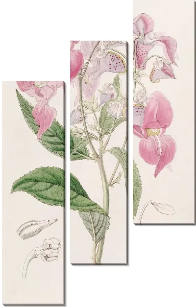 Картина Большегубый Бальзам (1815-1819)
