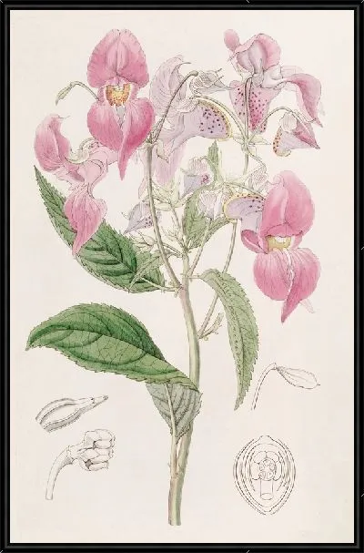 Картина Большегубый Бальзам (1815-1819)