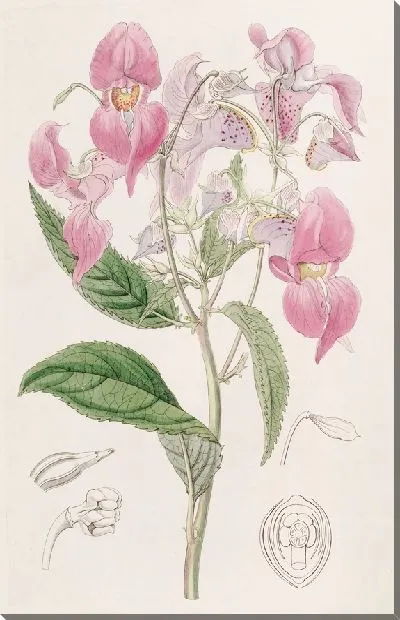Картина Большегубый Бальзам (1815-1819)