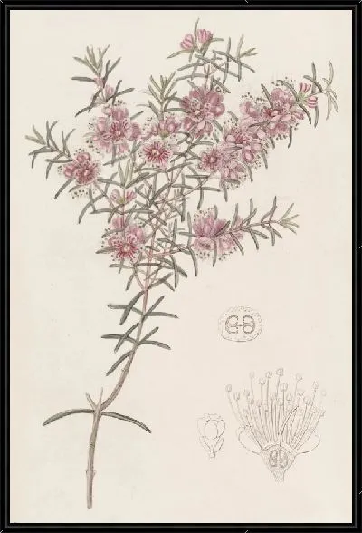 Картина Большой персиковый мирт (1815-1819)