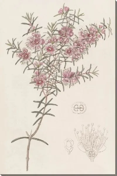 Картина Большой персиковый мирт (1815-1819)