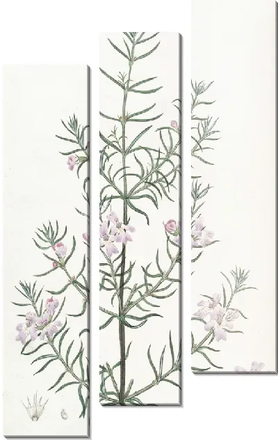 Картина Вестрингия длиннолистная (1815-1819)