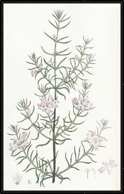 Картина Вестрингия длиннолистная (1815-1819)