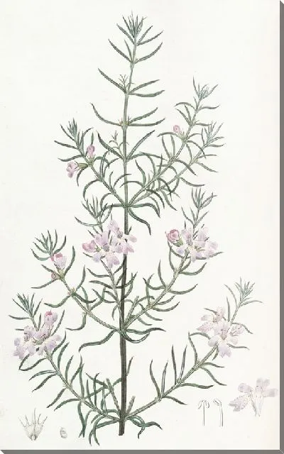 Картина Вестрингия длиннолистная (1815-1819)