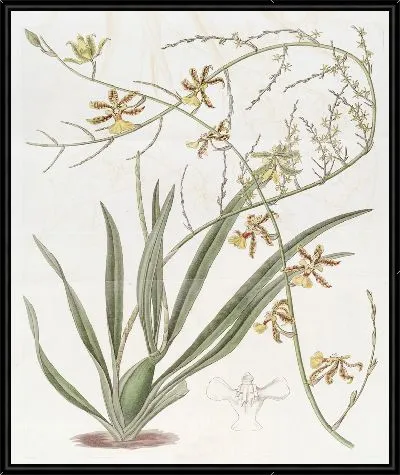 Картина Высокий Онцидиум (1815-1819)