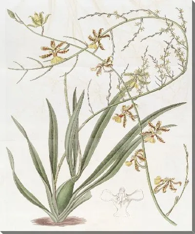 Картина Высокий Онцидиум (1815-1819)