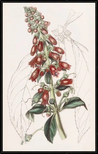 Картина Геснера длиннолистная (1815-1819)