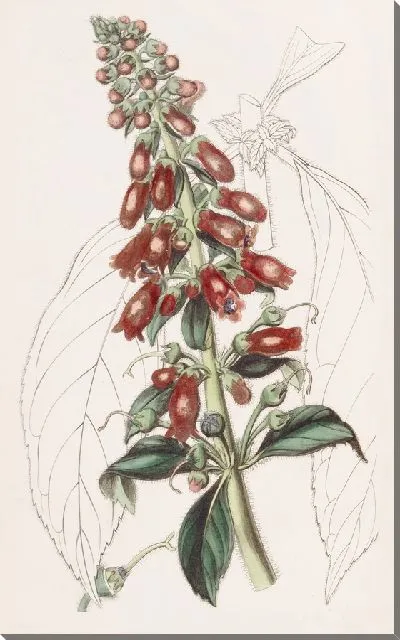 Картина Геснера длиннолистная (1815-1819)