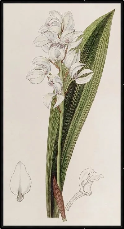 Картина Говения лилейноцветковая (1815-1819)