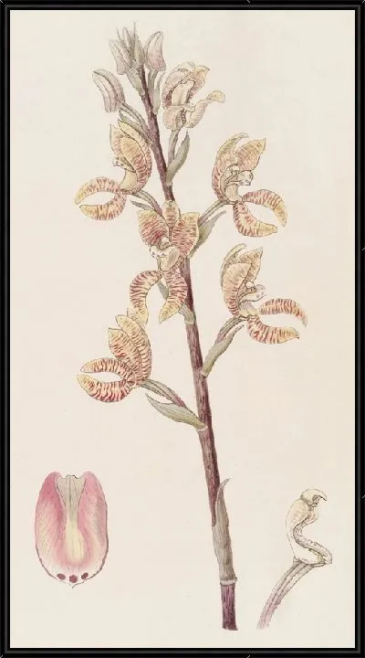 Картина Говения Линдена (1815-1819)