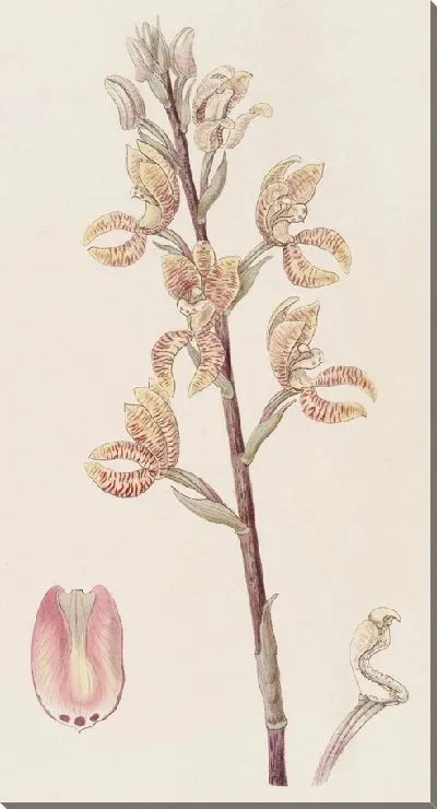 Картина Говения Линдена (1815-1819)