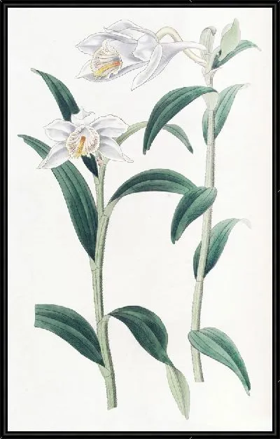 Картина Дендробиум длиннорогий (1815-1819)