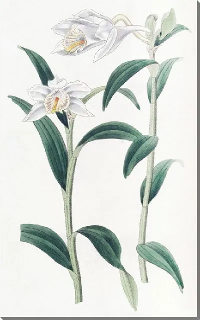 Картина Дендробиум длиннорогий (1815-1819)