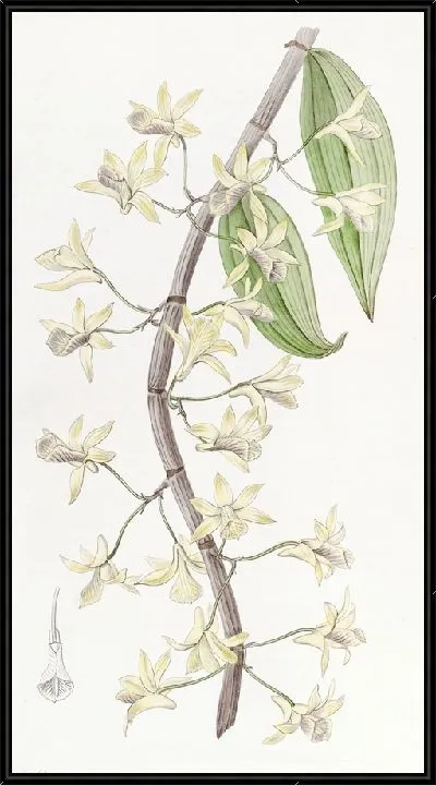 Картина Дендробиум длинношипчатый (1815-1819)
